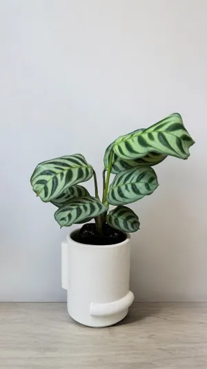 Calathea Ctanthe in Shapes Planter