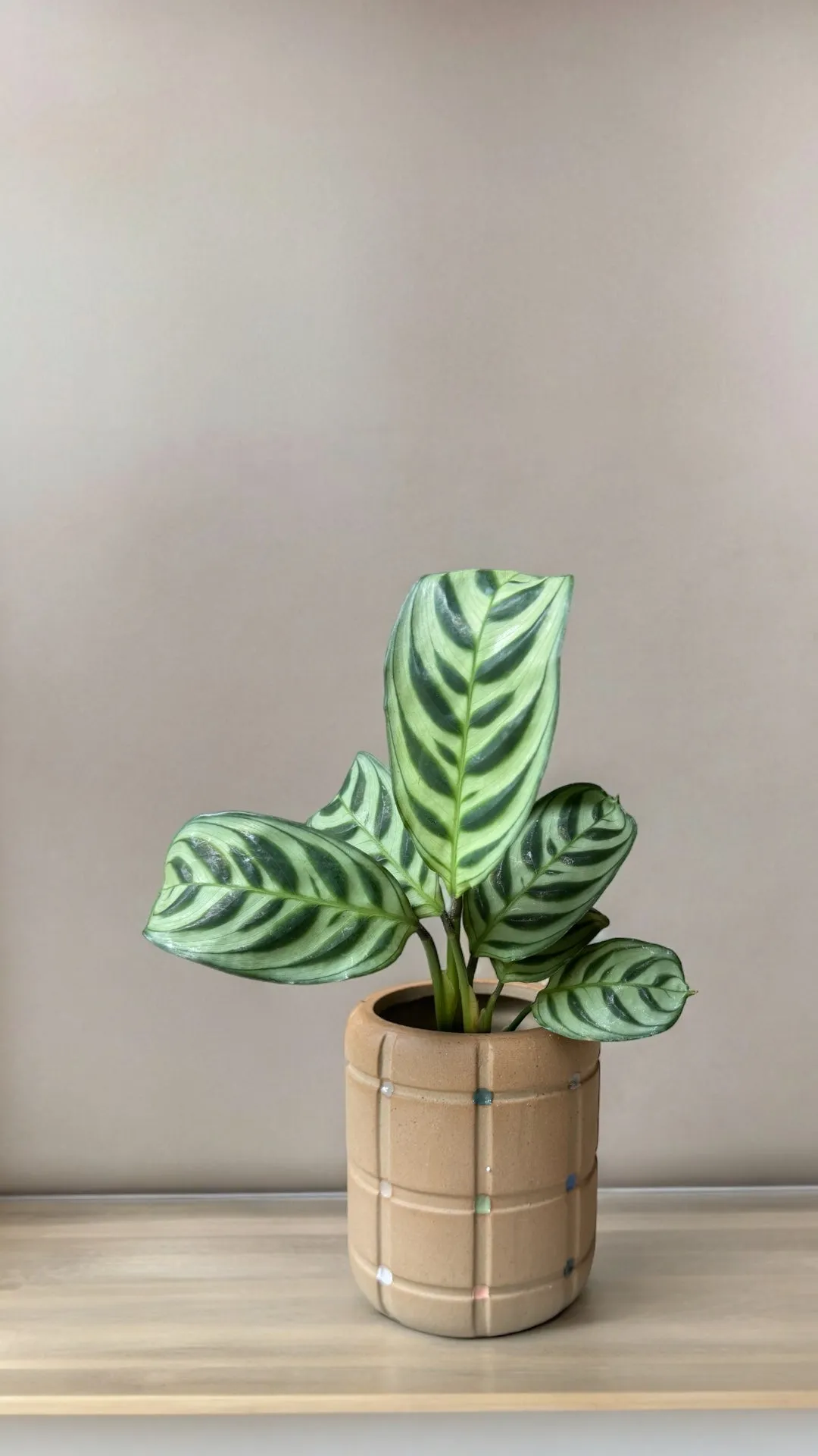 Calathea in Vector Planter