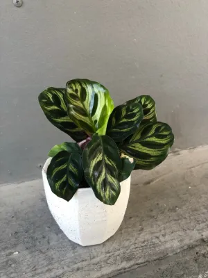 Calathea peacock in Marrow Planter