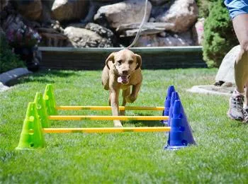 FitPAWS National Canine Fitness Month KIT