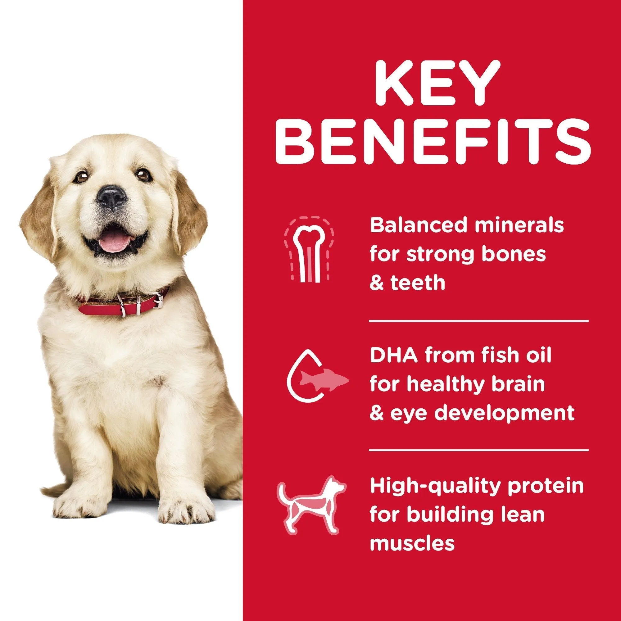 Hills Science Diet Puppy Large Breed Dry Dog Food 12kg^^^