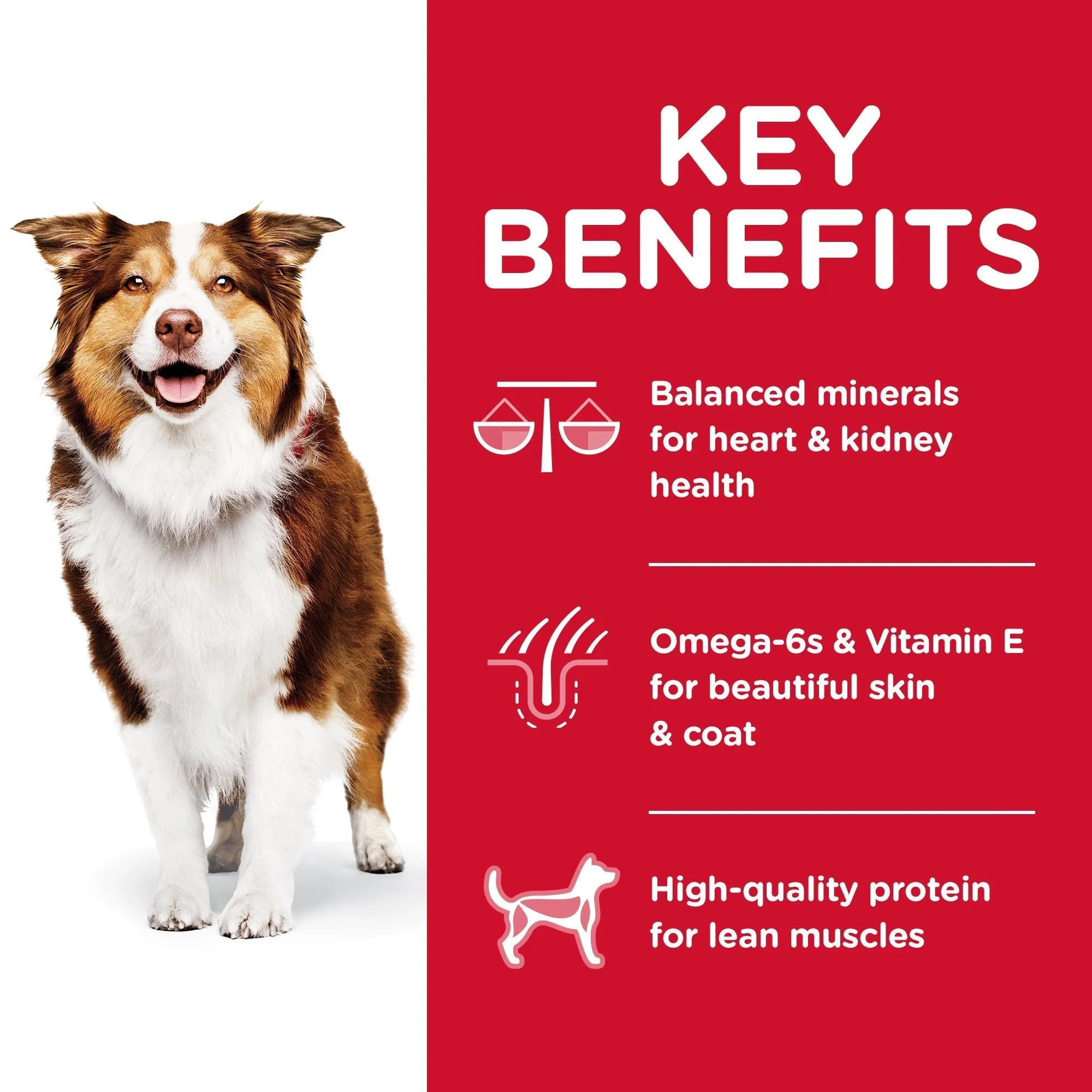 Hills Science Diet Senior Adult 7  Dry Dog Food 3kg^^^