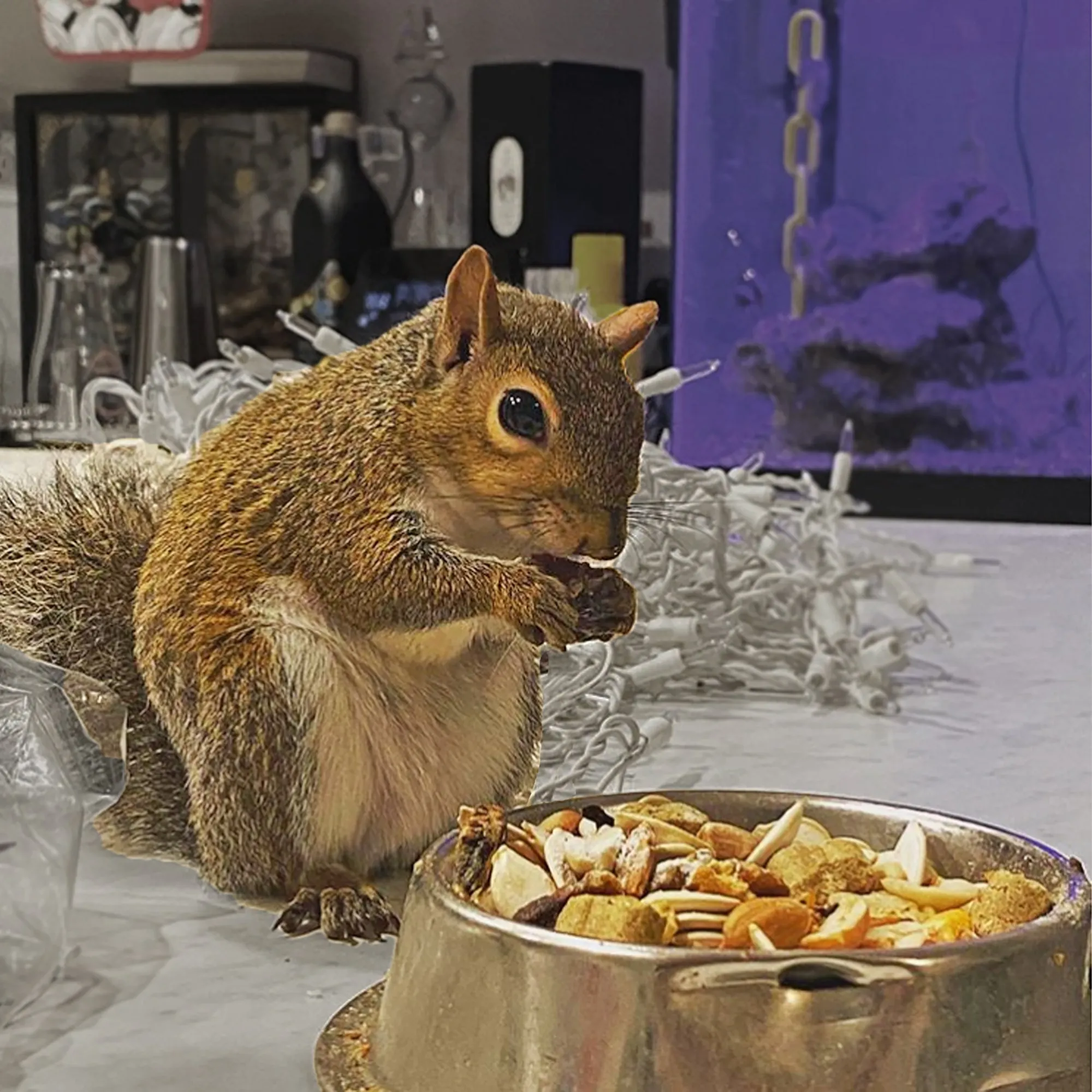 Squirrel Complete Squirrel Food