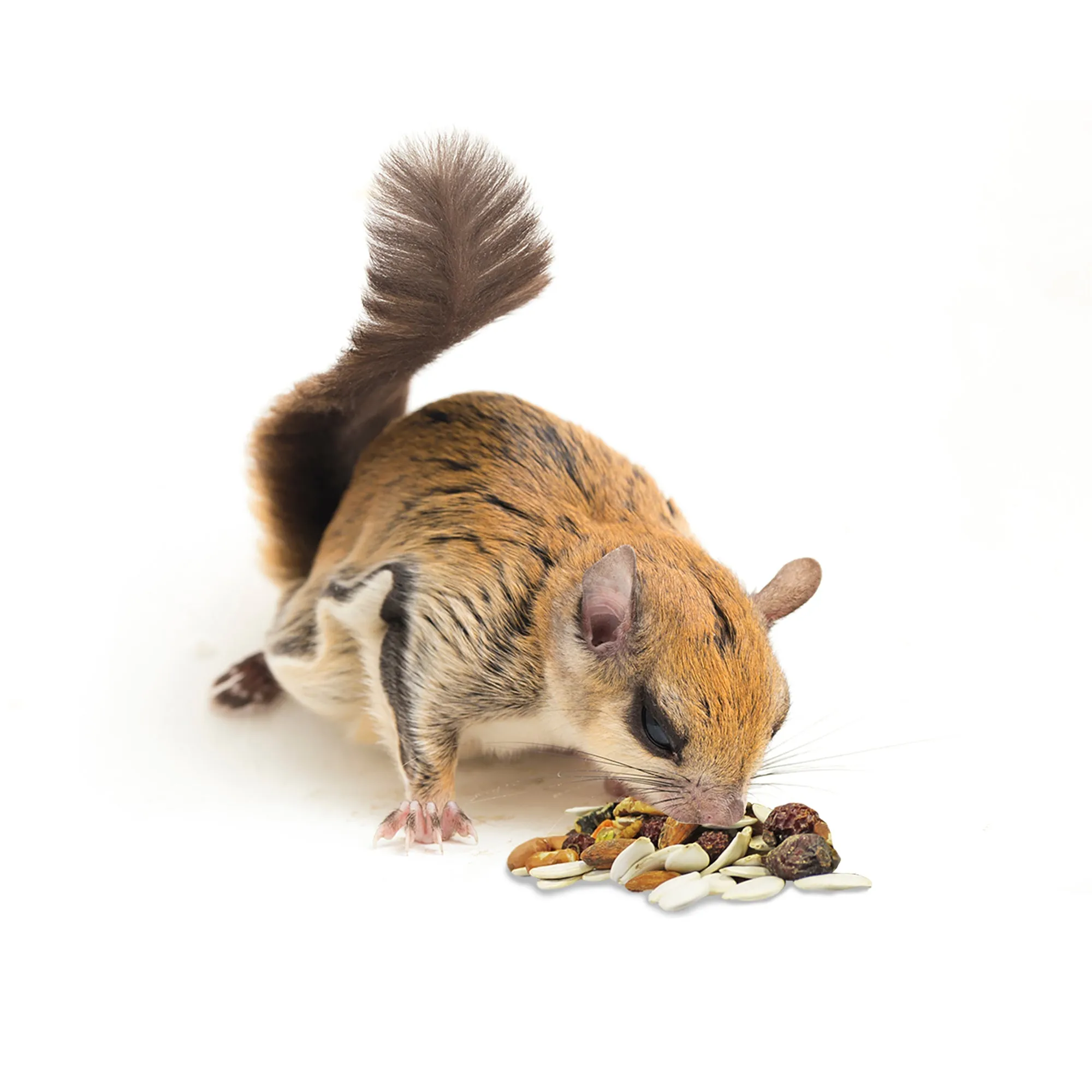 Squirrel Complete Squirrel Food