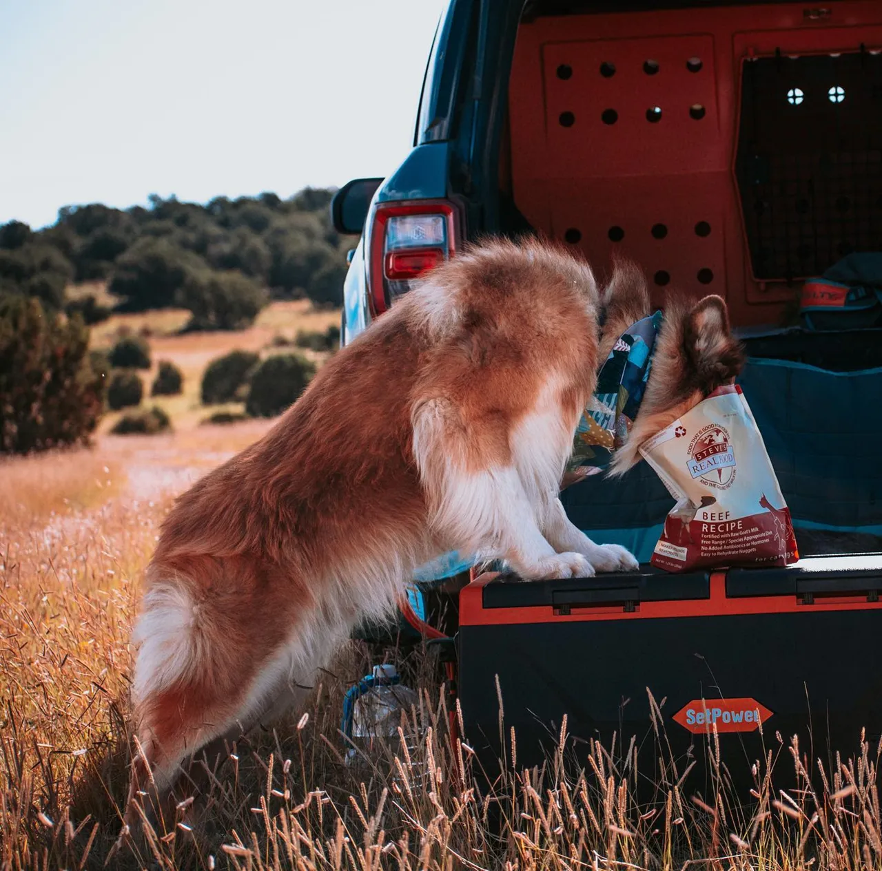 Steve's Real Food Freeze-Dried Raw Dog Food, Beef Recipe