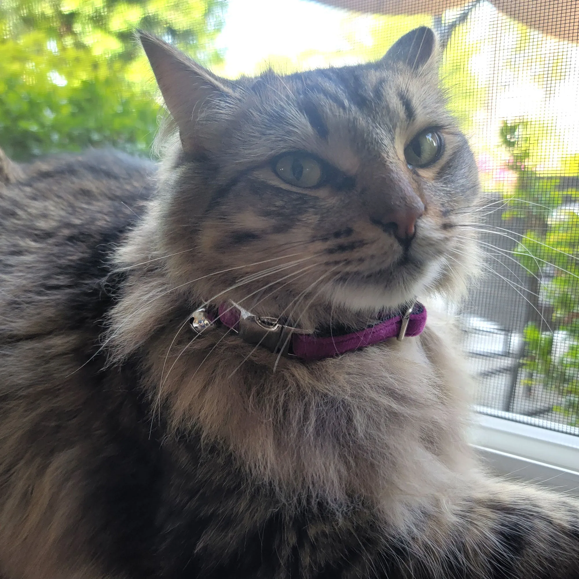 Velvet Adjustable Cat Collar with Metal Silver Chrome Buckle and Bell, Plum Purple