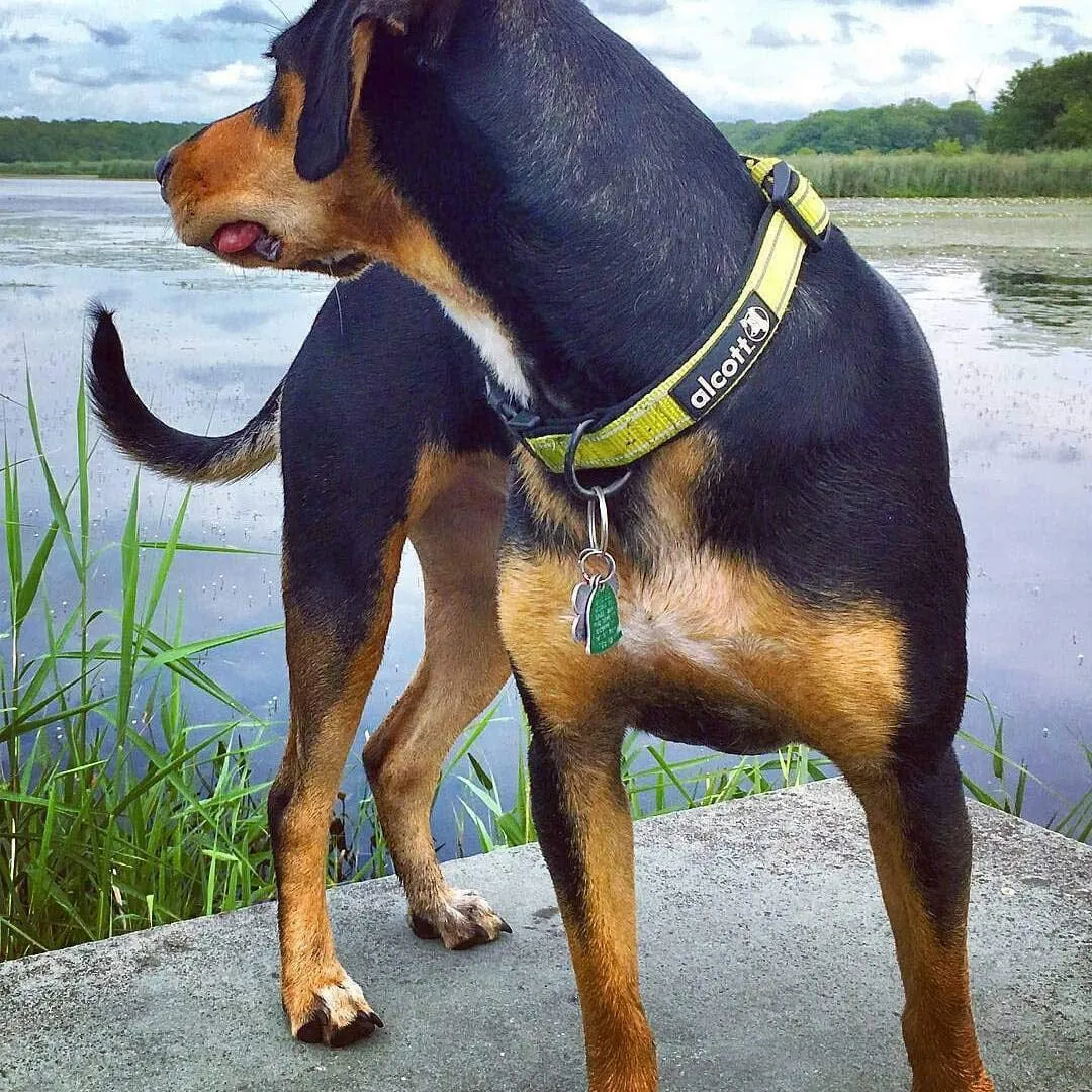Visibility Reflective & Soft Neoprene Padded Dog Collars