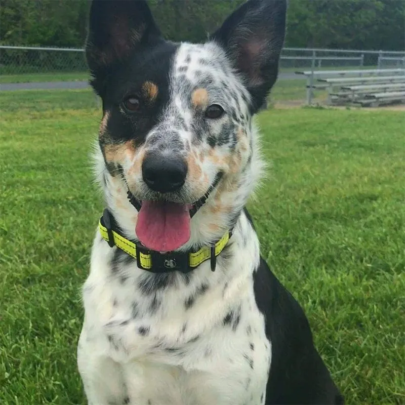 Visibility Reflective & Soft Neoprene Padded Dog Collars