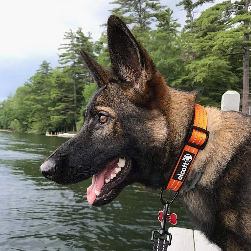 Visibility Reflective & Soft Neoprene Padded Dog Collars